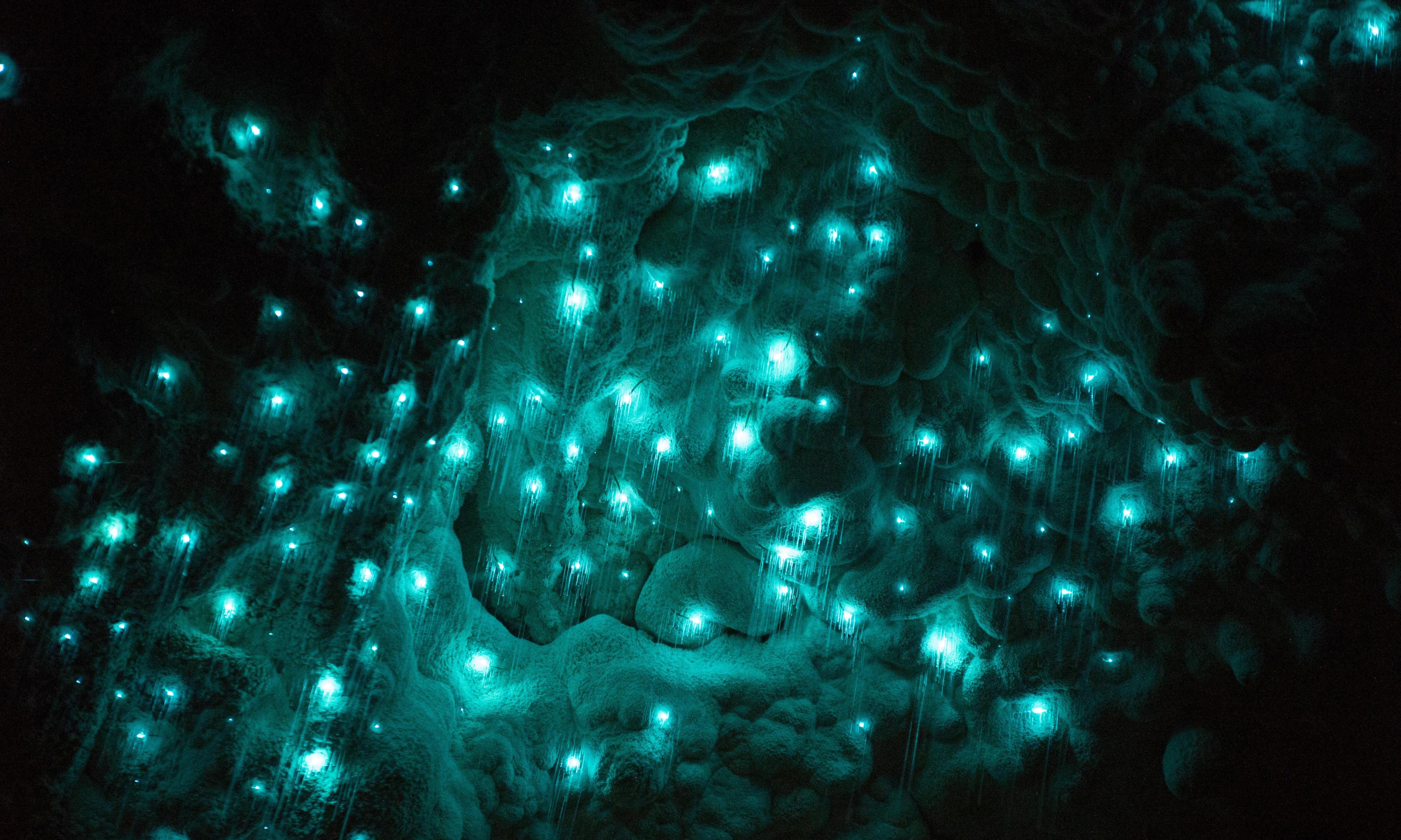 繁星点点的夜空：萤火虫在新西兰的怀托摩洞穴中巡逻着细细的粘糊状细小水滴。